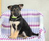 AKC Registered German Shepherd For Sale Sugarcreek, OH Female- Lily