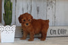 AKC Registered Toy Poodle For Sale Millersburg OH Male-Rocky