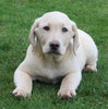 AKC Registered Labrador Retreiver For Sale Sugarcreek OH Male- Rocky