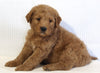 Mini Goldendoodle For Sale Beach City OH Male-Zeus
