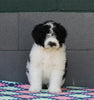 AKC Registered Portuguese Water Dog For Sale Fredricksburg OH Female-Effie