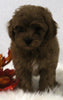 Cavapoo For Sale Holmesville OH Female-Cinnamon