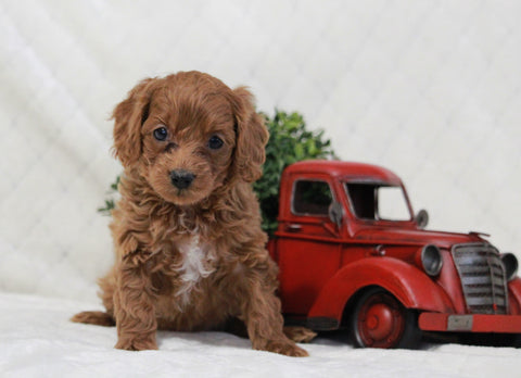Cockapoo For Sale Millersburg, OH Female- Princess