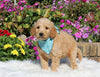Goldendoodle For Sale Sugarcreek OH Male-Patrick
