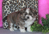 Shih Tzu For Sale Millersburg, OH Male- Cody *House Trained*