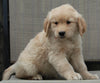 Golden Retriever For Sale Fredericksburg OH Male - Asher