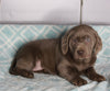 AKC Registered Silver Labrador Retreiver For Sale Sugarcreek OH Male-Max