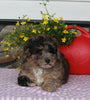 ACA Registered Mini Poodle For Sale Sugarcreek OH Male-Kenny