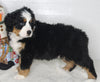 AKC Registered Bernese Mountain Dog For Sale Millersburg OH Female-Jill