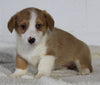 AKC Registered Pembroke Welsh Corgi For Sale Millersburg OH Female-Ava