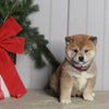 AKC Registered Shiba Inu For Sale Dundee OH Male-Teddy