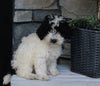 AKC Registered Moyen Poodle For Sale Wooster OH Female-Alice