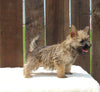 AKC Registered Cairn Terrier For Sale Millersburg OH -Male Jasper