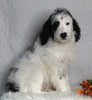 F1B Medium Labradoodle For Sale Millerburg OH Male-Franklin SOLD
