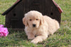 AKC Registered Golden Retriever For Sale Fredericksburg, OH Male- Larry