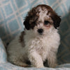 Shih-Poo For Sale Applecreek OH Female-Gracie