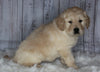 Goldendoodle For Sale Sugarcreek, OH Male- Rocky