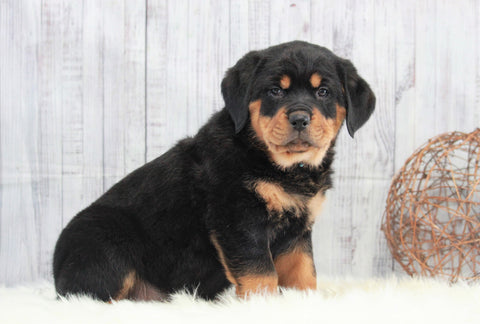AKC Registered Rottweiler For Sale Holmesville, OH Female- Alexa
