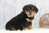 AKC Registered Rottweiler For Sale Holmesville, OH Female- Alexa