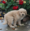 AKC Registered Golden Retriever For Sale Fredericksburg OH Male-Landon