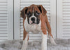 AKC Registered Boxer For Sale Millersburg, OH Female- Addie