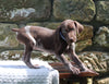 AKC Registered German Shorthaired Pointer For Sale Fredericksburg OH Male-Hunter