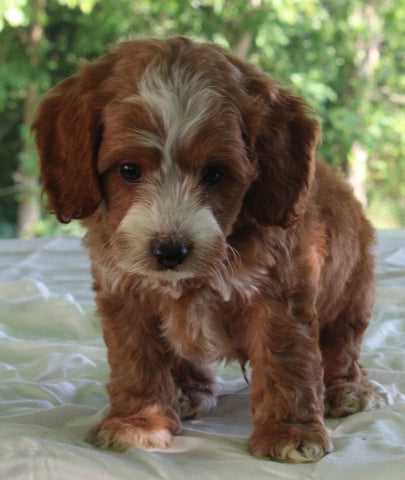 Cockapoo For Sale Dundee OH Male-Lincoln