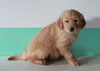 AKC Registered Golden Retriever For Sale Dundee, OH Male- Kobe
