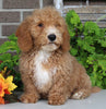 F1BB Mini Labradoodle For Sale Millersburg OH Male-Enzo