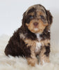 Cavapoo For Sale Beach City OH Male-Milkyway