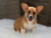 Pembroke Welch Corgi For Sale Millersburg OH Male-Felix