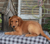 Medium F1BB Goldendoodle For Sale Millersburg OH Male-Delmar