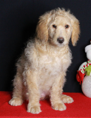 Medium F1B Labradoodle For Sale Millersburg OH Male-Hunter