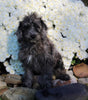 F1B Medium Labradoodle For Sale Millersburg OH Male-Felix
