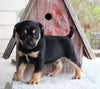 Puggle For Sale Sugarcreek OH Male -Russel