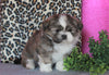 Shih Tzu For Sale Millersburg, OH Male- Cody *House Trained*
