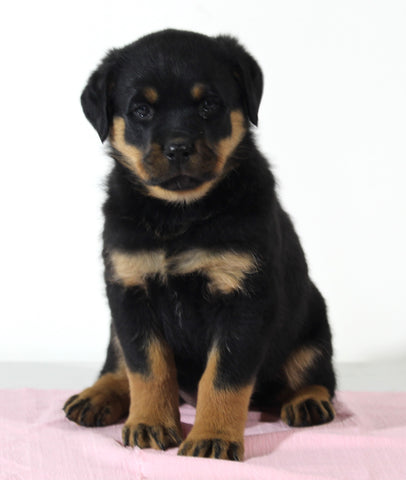 AKC Registered Rottweiler For Sale Wooster OH Female-Beauty