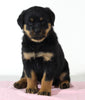 AKC Registered Rottweiler For Sale Wooster OH Female-Beauty