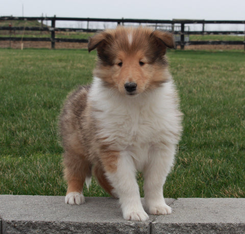 Collie (Lassie) For Sale Fredricksburg , OH Bertha