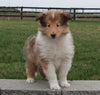Collie (Lassie) For Sale Fredricksburg , OH Bertha