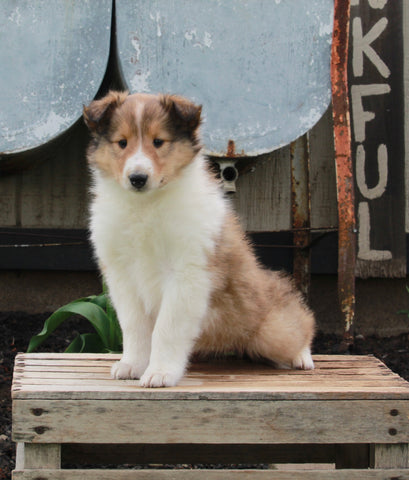 AKC Registered Collie Lassie For Sale Fredricksburg OH Female-Hope