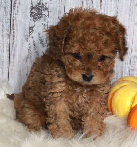 F1B Cavapoo For Sale Sugarcreek OH Male-Moey