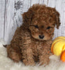 F1B Cavapoo For Sale Sugarcreek OH Male-Moey