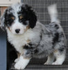 Mini Bernedoodle For Sale Mt Hope OH Female-Casey