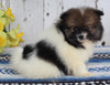 ACA Registered Pomeranian For Sale Millersburg OH Male-Tommy