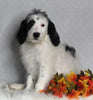 F1B Medium Labradoodle For Sale Millerburg OH Male-Franklin SOLD