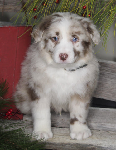 Australian Shepherd For Sale Shreve OH Male-Strawberry Shortcake