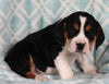 Beabull For Sale Navarre OH Male-Buster