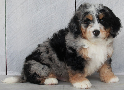 Mini Bernedoodle For Sale Millersburg OH Male-Taylor