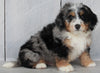 Mini Bernedoodle For Sale Millersburg OH Male-Taylor